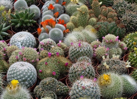 There are a wide variety of beautiful cactus to bring the desert in - Southwestern Architecture and Décor – myDesign42