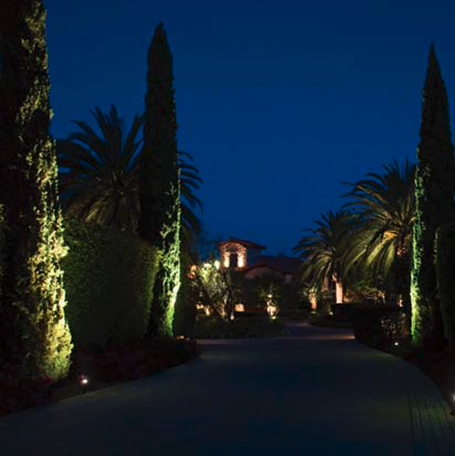 The tall, thin beam of light from a 10° Beam Spread is ideal for grazing these cypress - Landscape Lighting Beam Spread and Light Control: Light where you want it