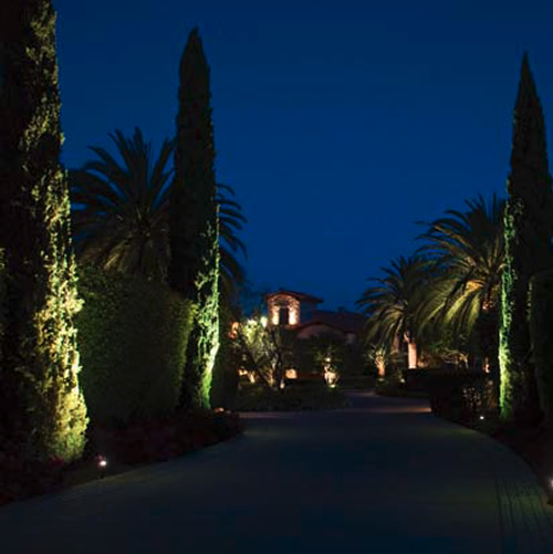 The tall, thin beam of light from a 10° Beam Spread is ideal for grazing these cypress - Landscape Lighting Beam Spread and Light Control: Light where you want it