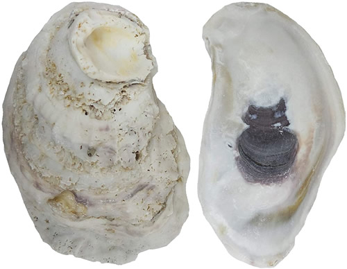 The Shell Connection 3 to 4” Oyster Shells Available as 2-3”, 3-4” or 4-5” in packages from 24 to 192