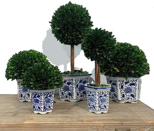 Galt International Preserved Boxwood Topiaries in Blue and White Ceramic Pots