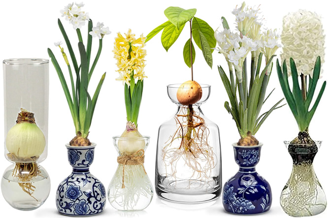Early Spring Flowers with Forcing Vases