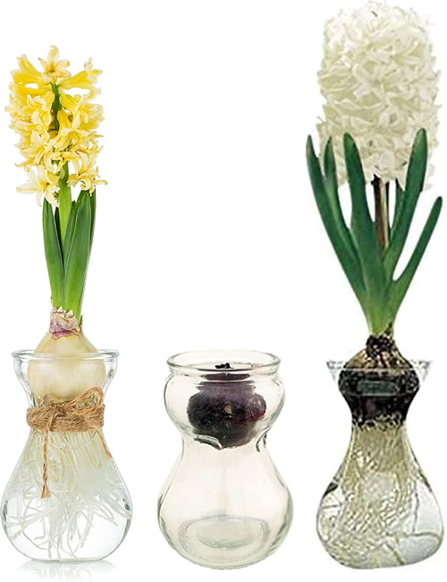 Early Spring Flowers with Forcing Vases my design42